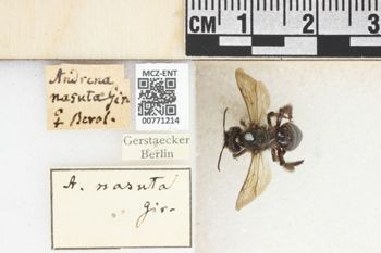 Media type: image;   Entomology 771214 Aspect: Labels